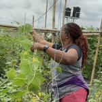 GROWING CUCUMBERS: A BEGINNER’S GUIDE