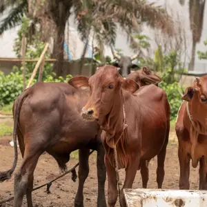 icon Livestock