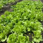 GROWING LETTUCE: A BEGINNER’S GUIDE.